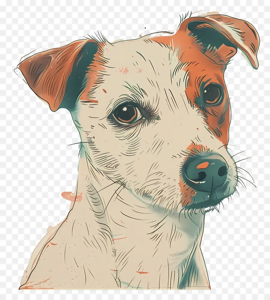 Cachorro，Pêlo Marrom E Branco PNG