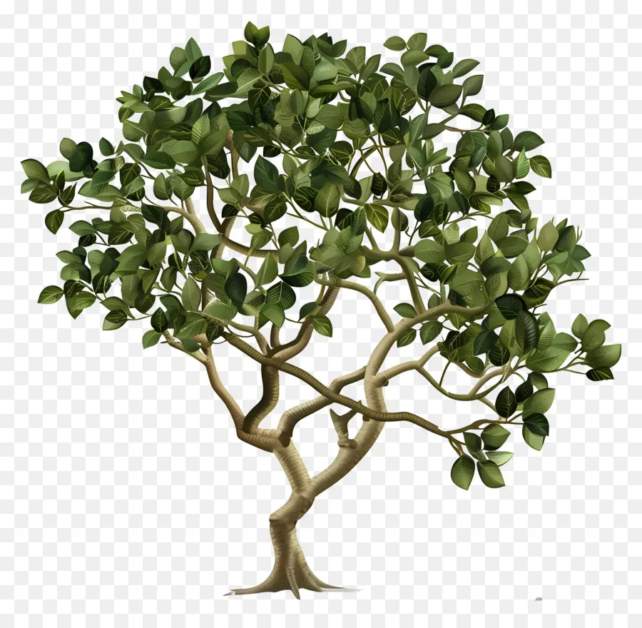 árvores Peepais，árvore Verde PNG