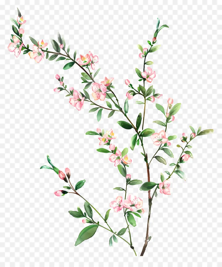 Flores Cor De Rosa，Flor De Cerejeira PNG