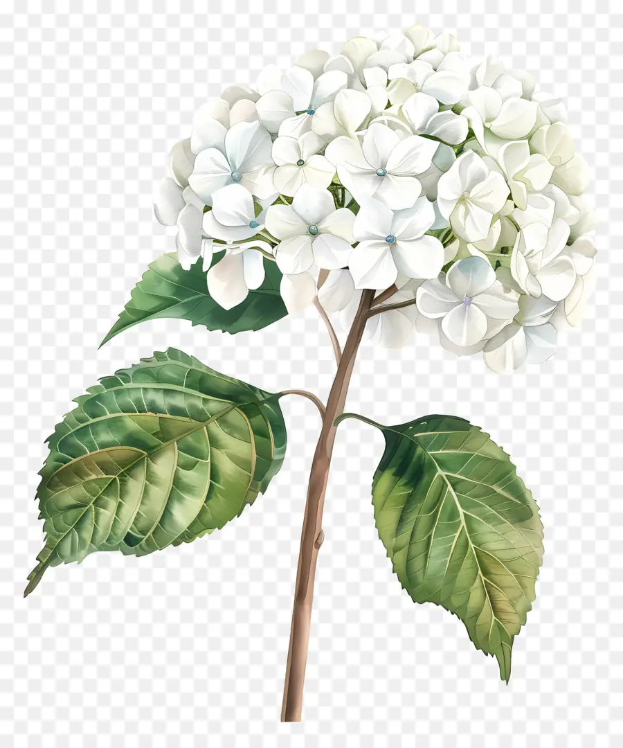 Hortênsia Branca，Flor Do Hidrante Branco PNG