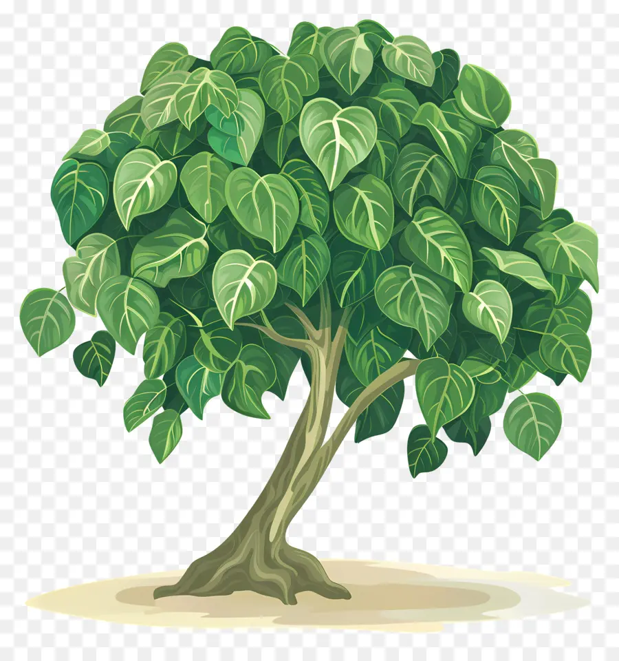 árvores Peepais，árvore PNG