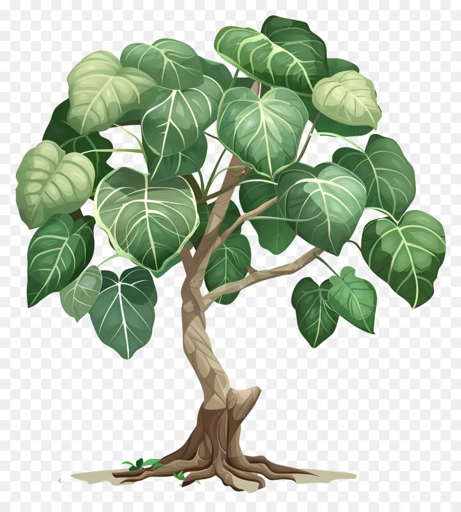 árvores Peepais，árvore PNG