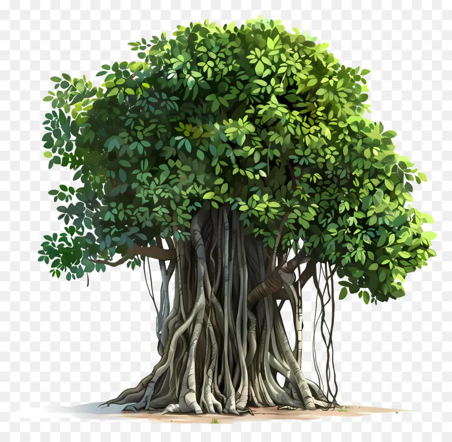 árvore De Banyan，árvore Velha PNG