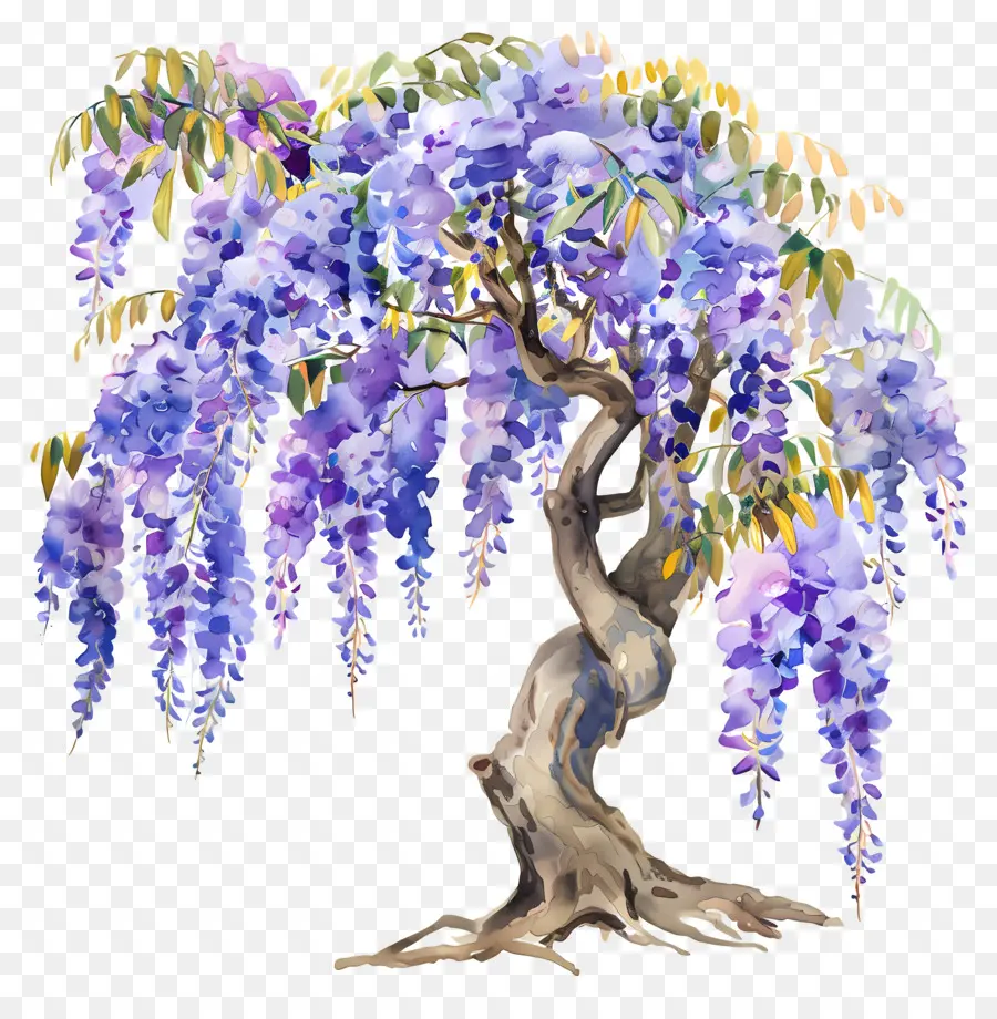 Wisteria árvore，Aquarela Wisteria PNG