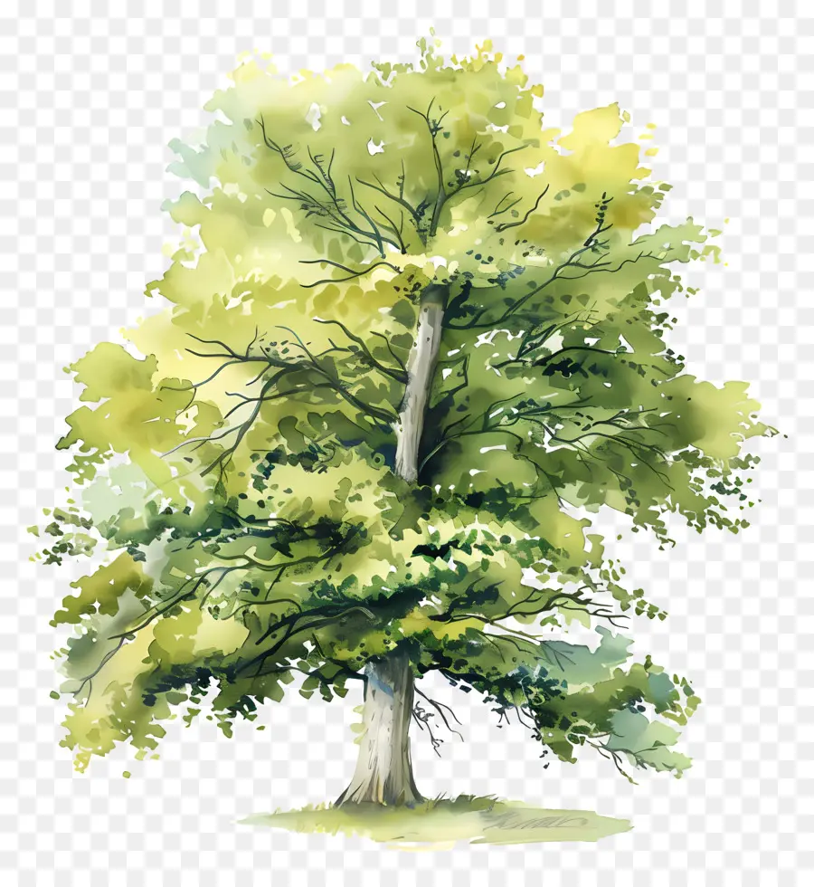 Faia，árvore PNG