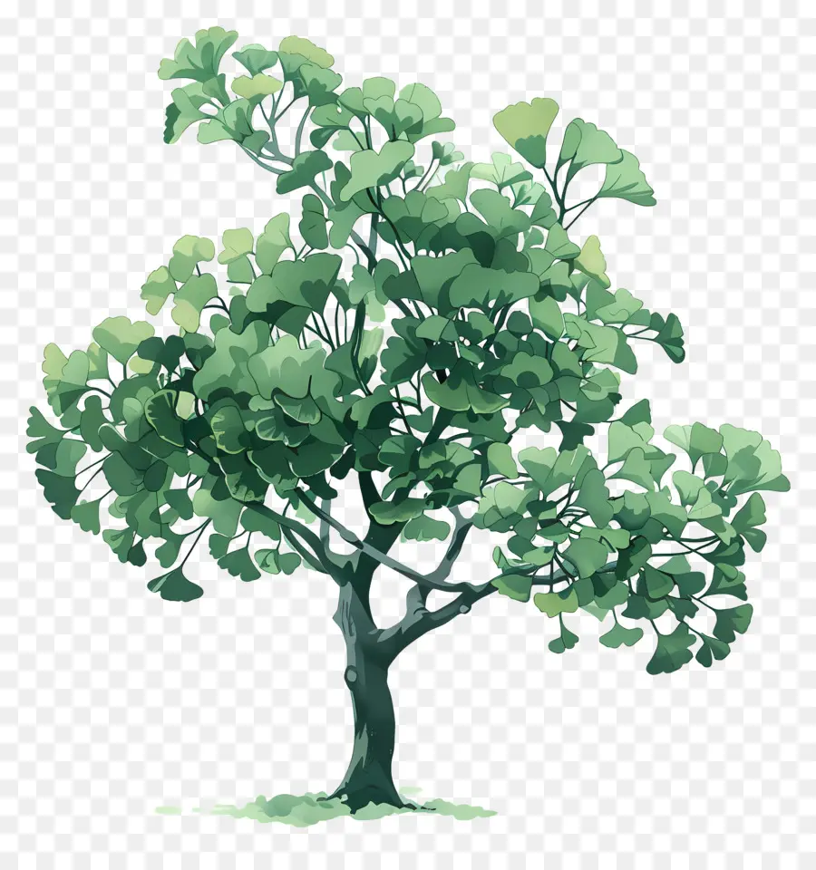 árvore De Ginkgo，árvore Verde PNG