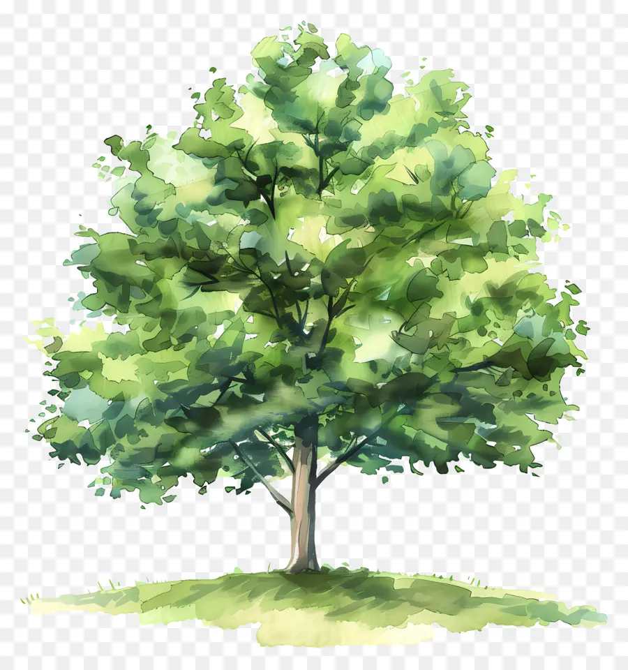 Faia，árvore PNG