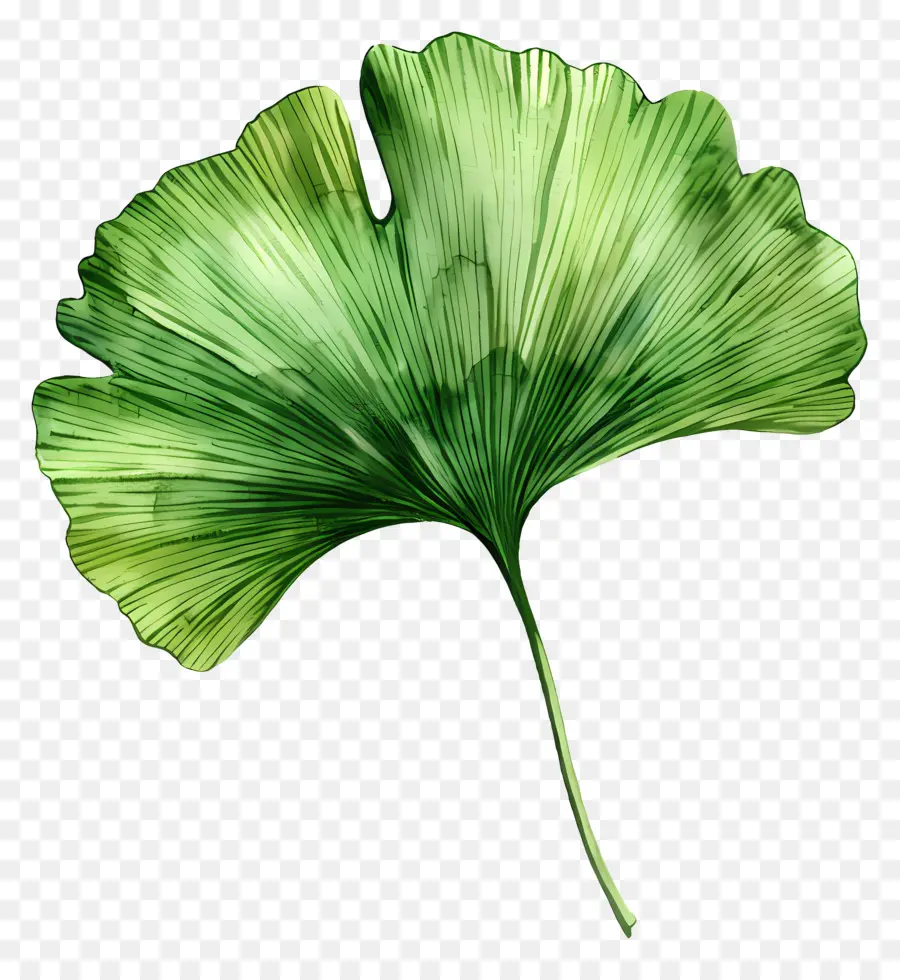 Folha Verde Ginkgo，árvore De Ginkgo PNG