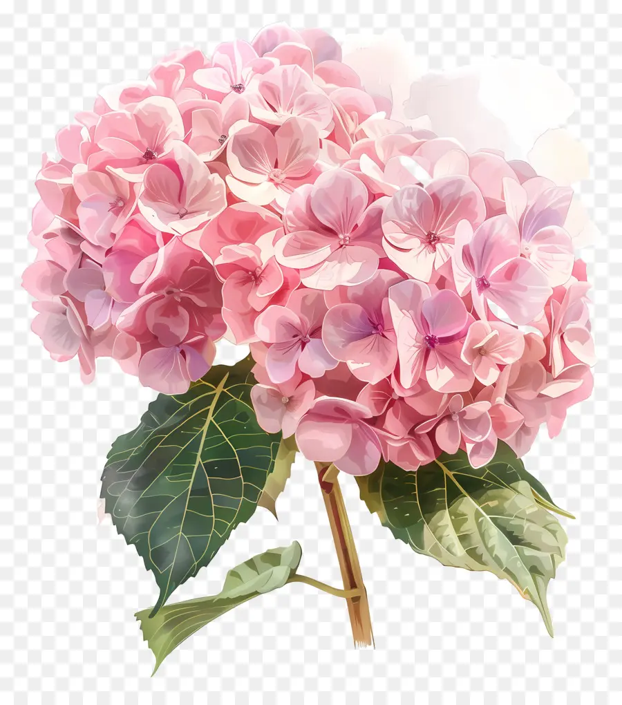 Hortênsia De Rosa，Hortensia Rosa PNG