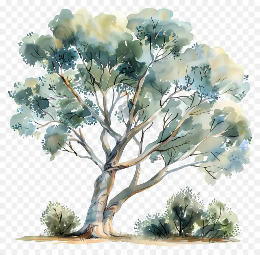 árvore De Eucalipto，árvore PNG