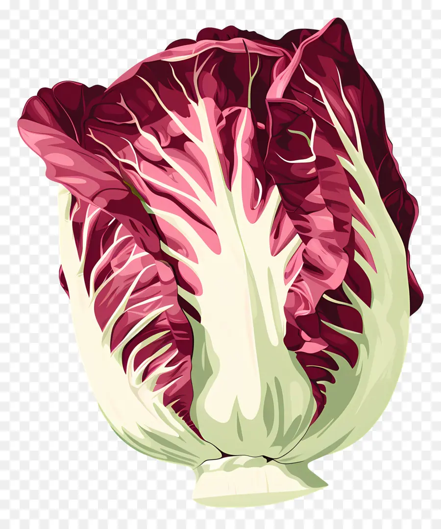 Radicchio，Vermelho Folha De Alface PNG