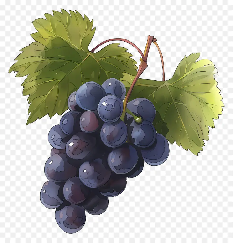 Uvas，Videira PNG