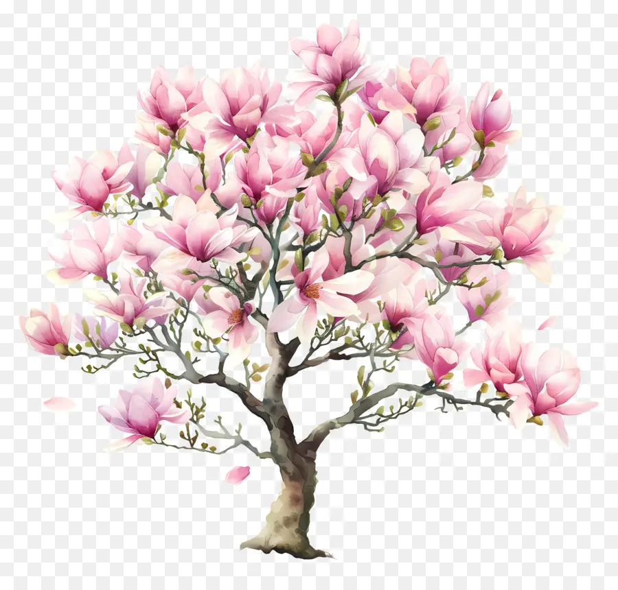 Magnolia Tree，Árvore Da Flor De Cerejeira PNG