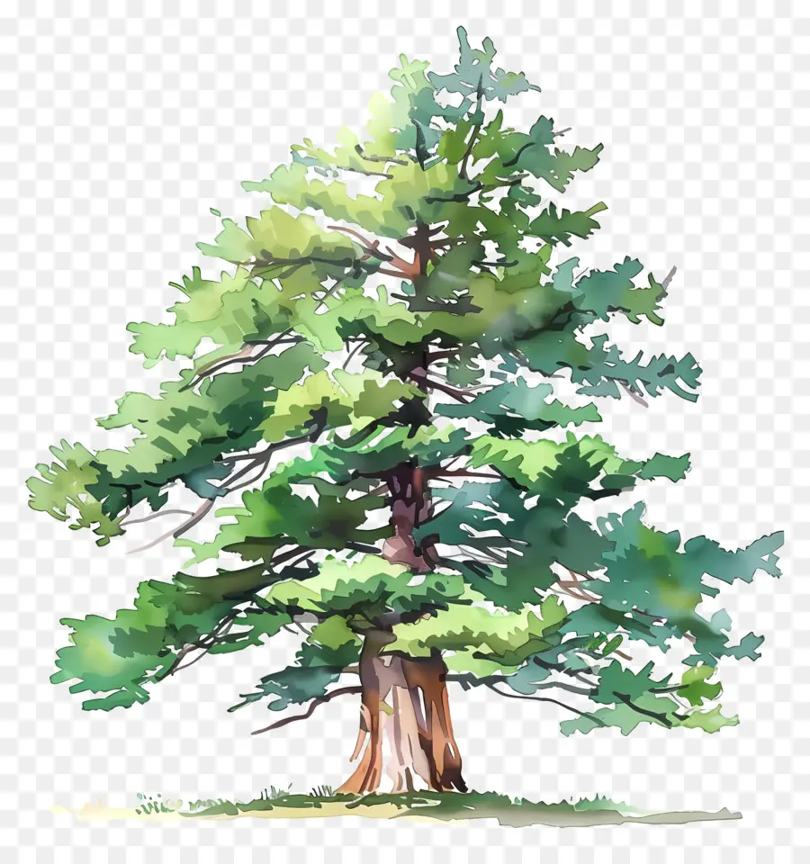 árvore De Cedro，árvore Grande PNG