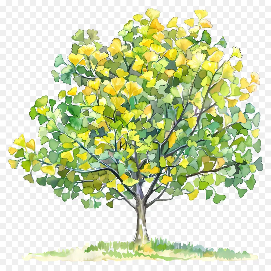 árvore De Ginkgo，árvore PNG