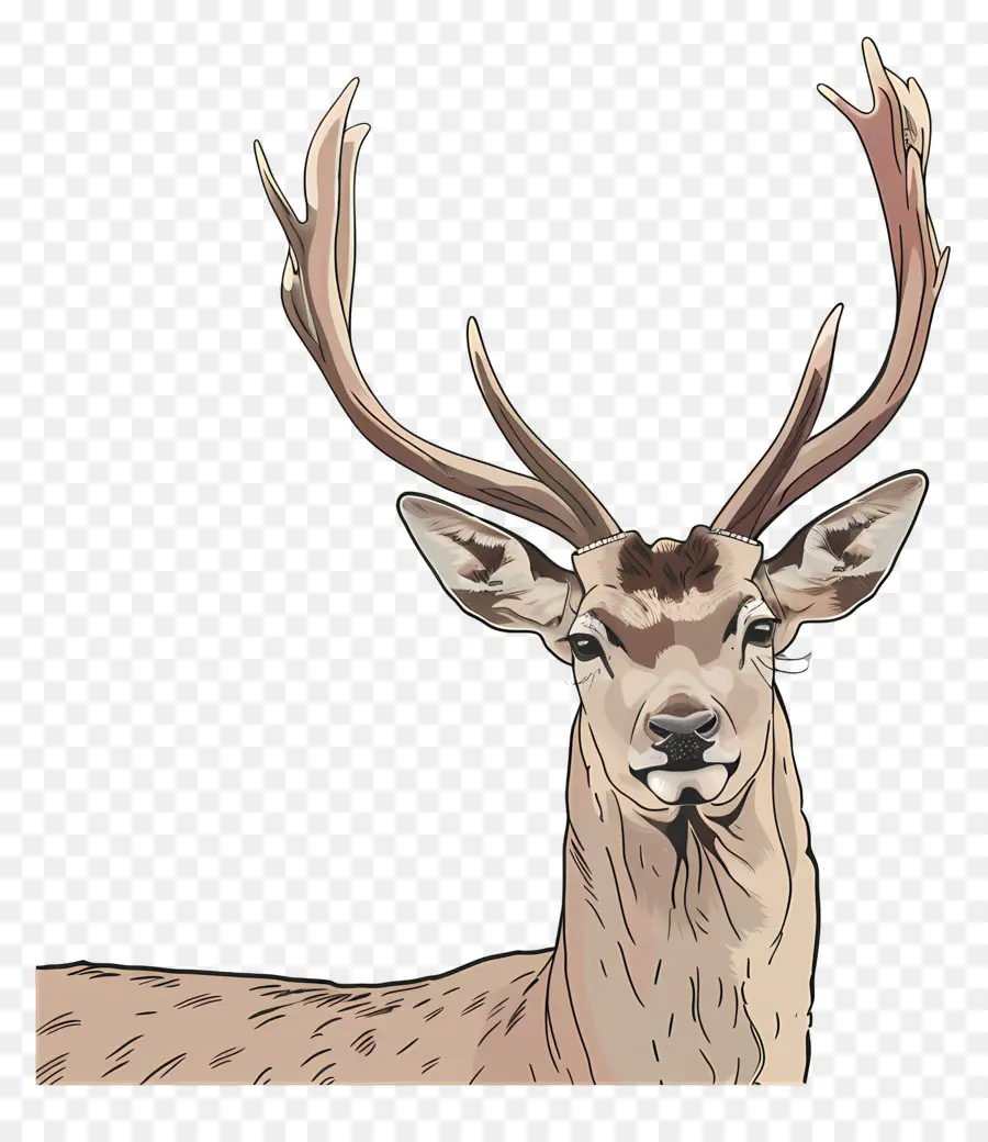 Deer，Os Chifres De PNG