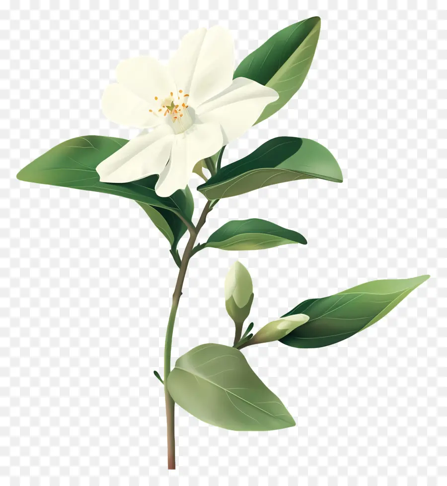 Jasmine，Flor Branca PNG