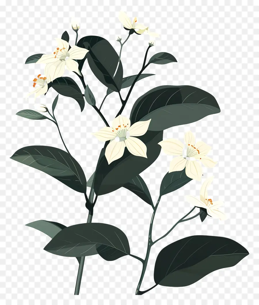 Jasmine，Flores Brancas PNG