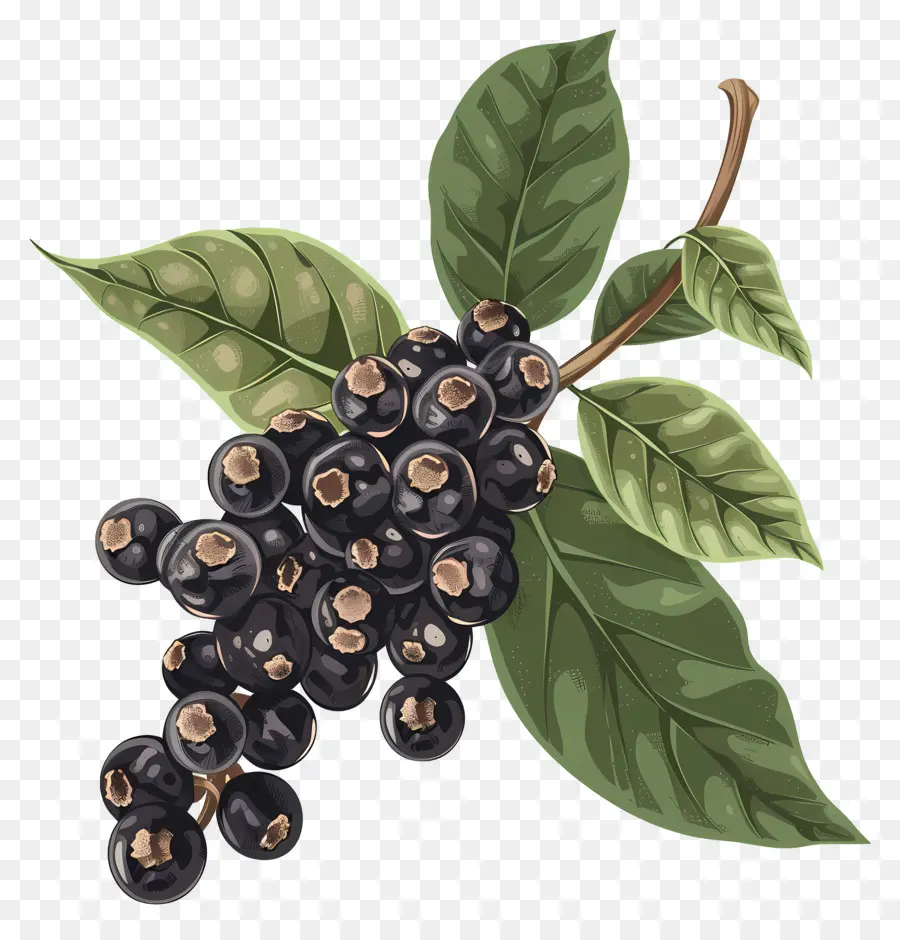 Pimenta Do Reino，Blackberry Bush PNG