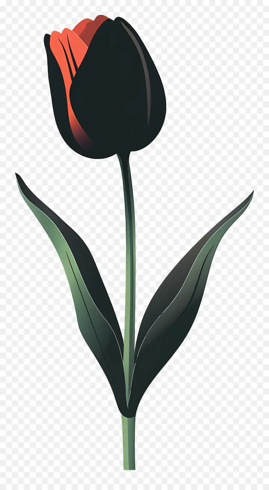 Tulipas，Tulipa Negra PNG