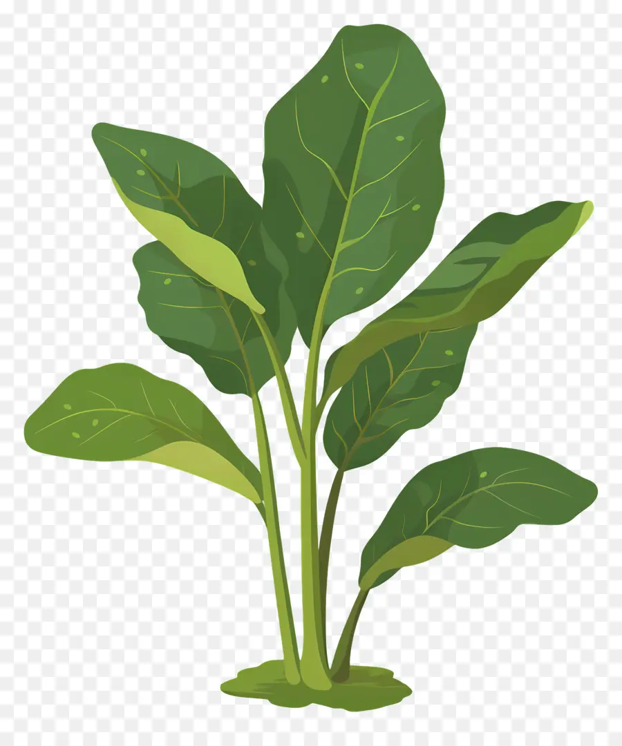 Sorrel，O Crescimento Da Planta PNG