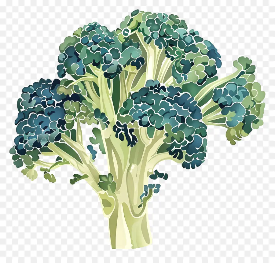 Brócolis，Vegetal PNG