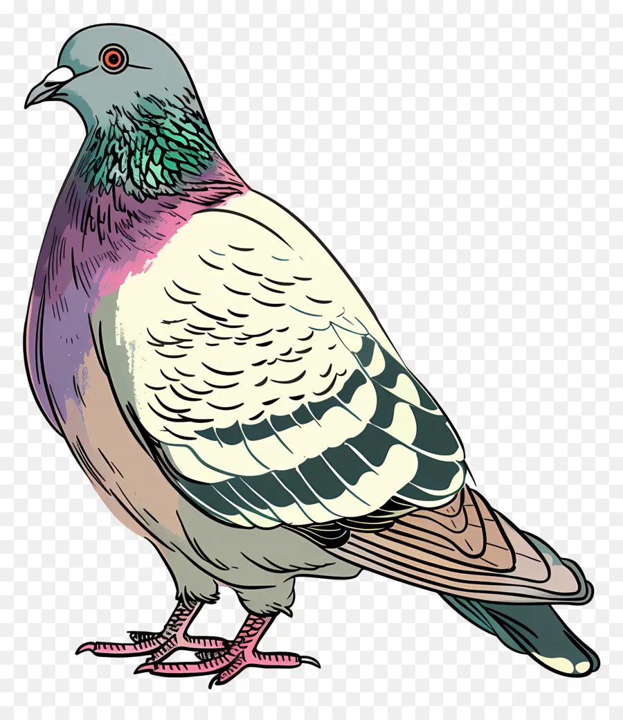 Pombo，Aves PNG
