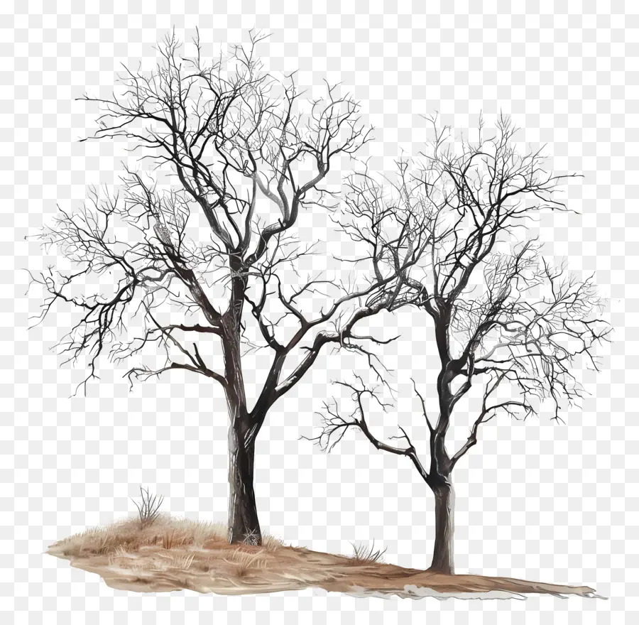 árvores Secas，árvores PNG