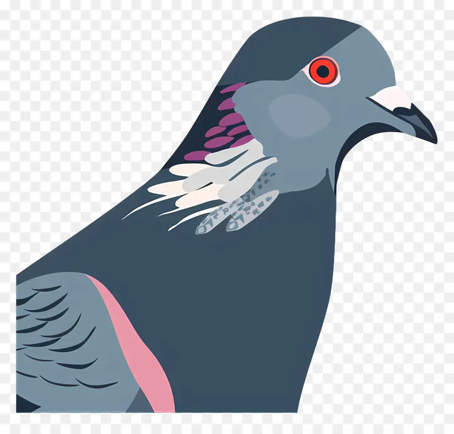 Pombo，Aves PNG