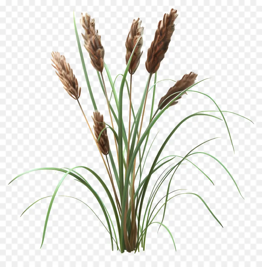 Reed，Plantas De Reed PNG