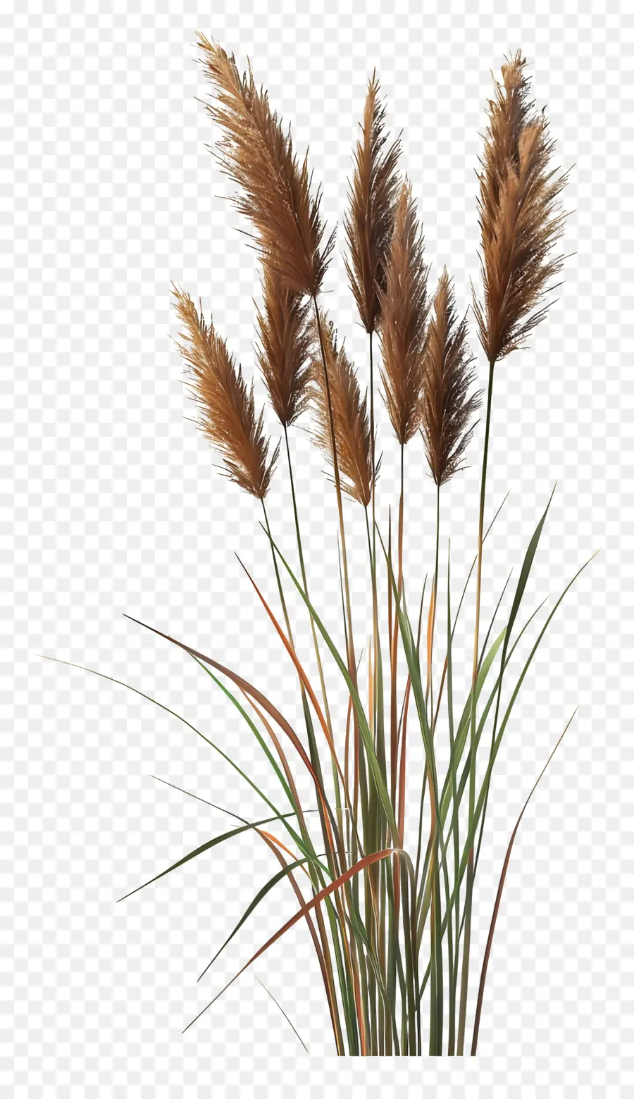 Reed，Plantas Altas PNG