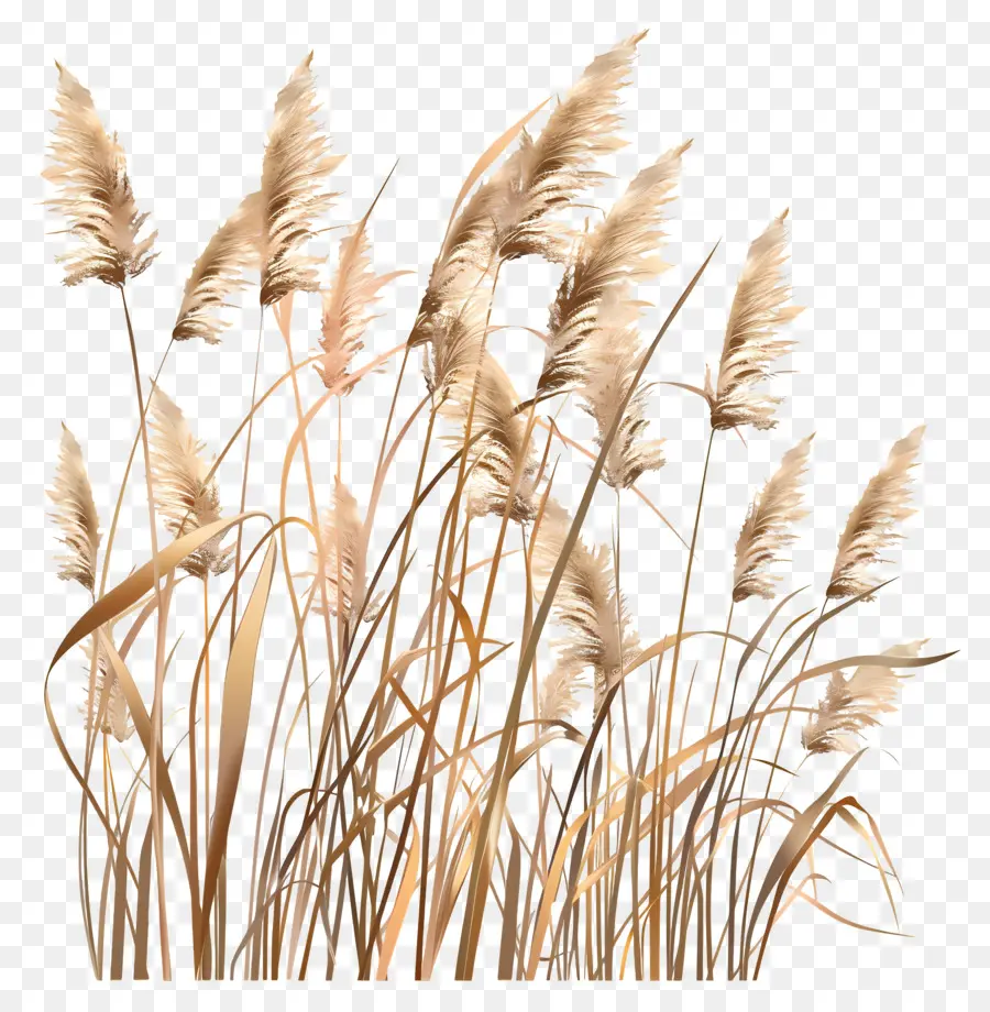 Reed，Reeds Altos PNG