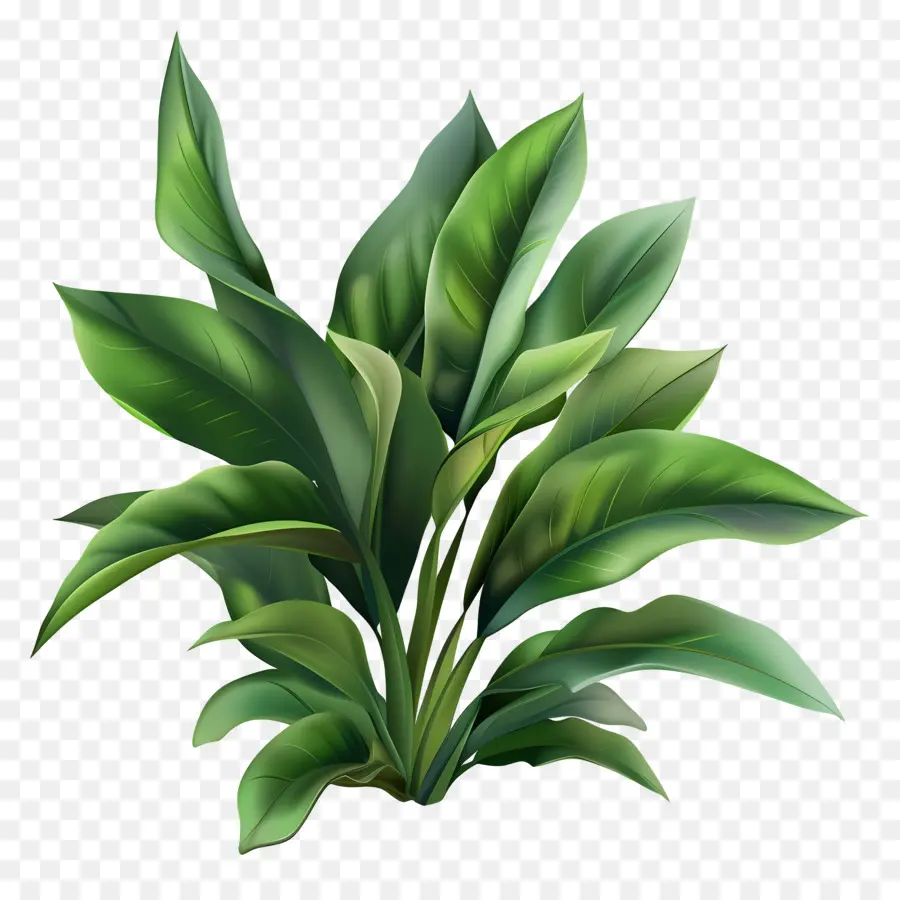 Vegetação Vegetal，Planta Verde PNG