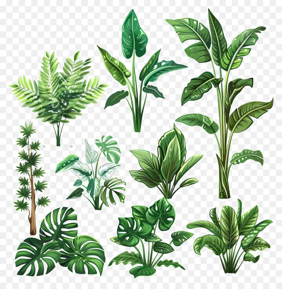 Vegetação Planta，Plantas PNG