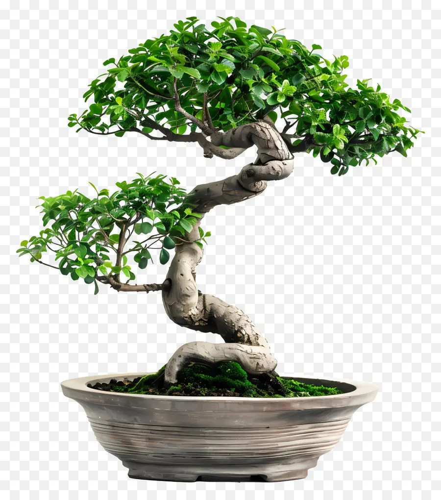 Planta Bonsai，Árvore Bonsai PNG