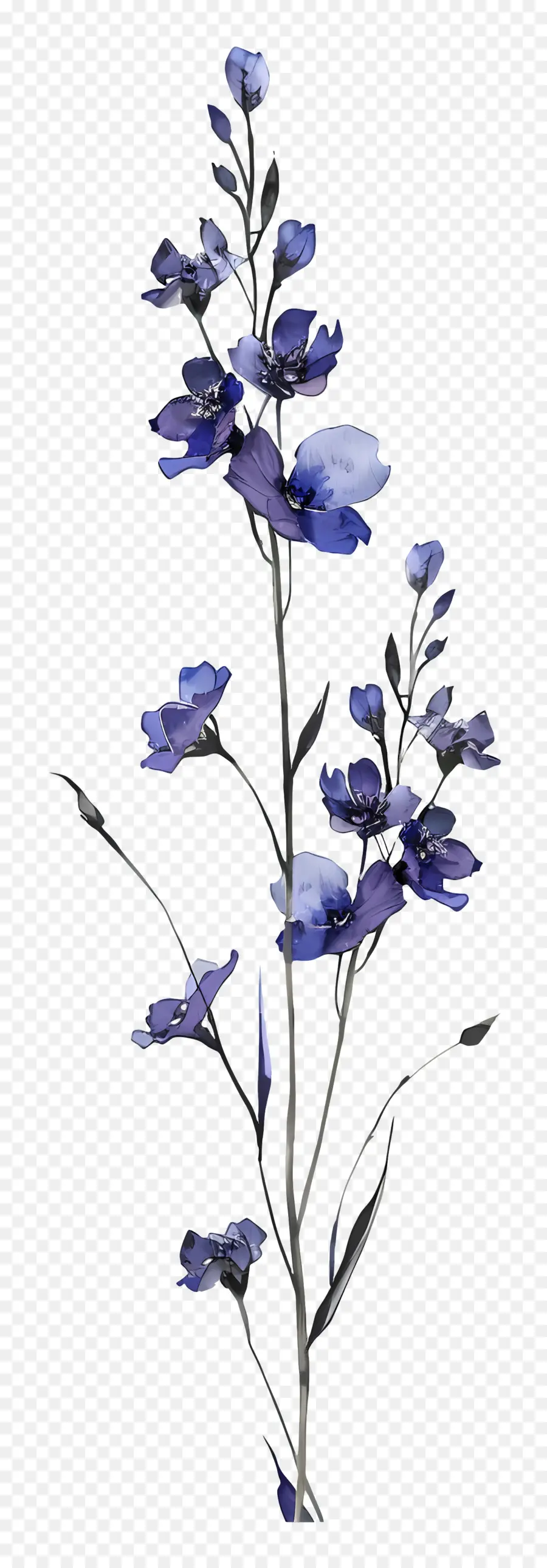 Larkspur，Flor Azul PNG
