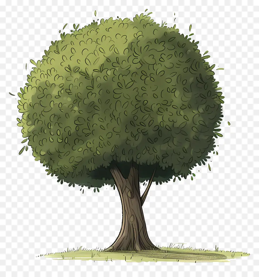 árvore，Folhas Verdes PNG