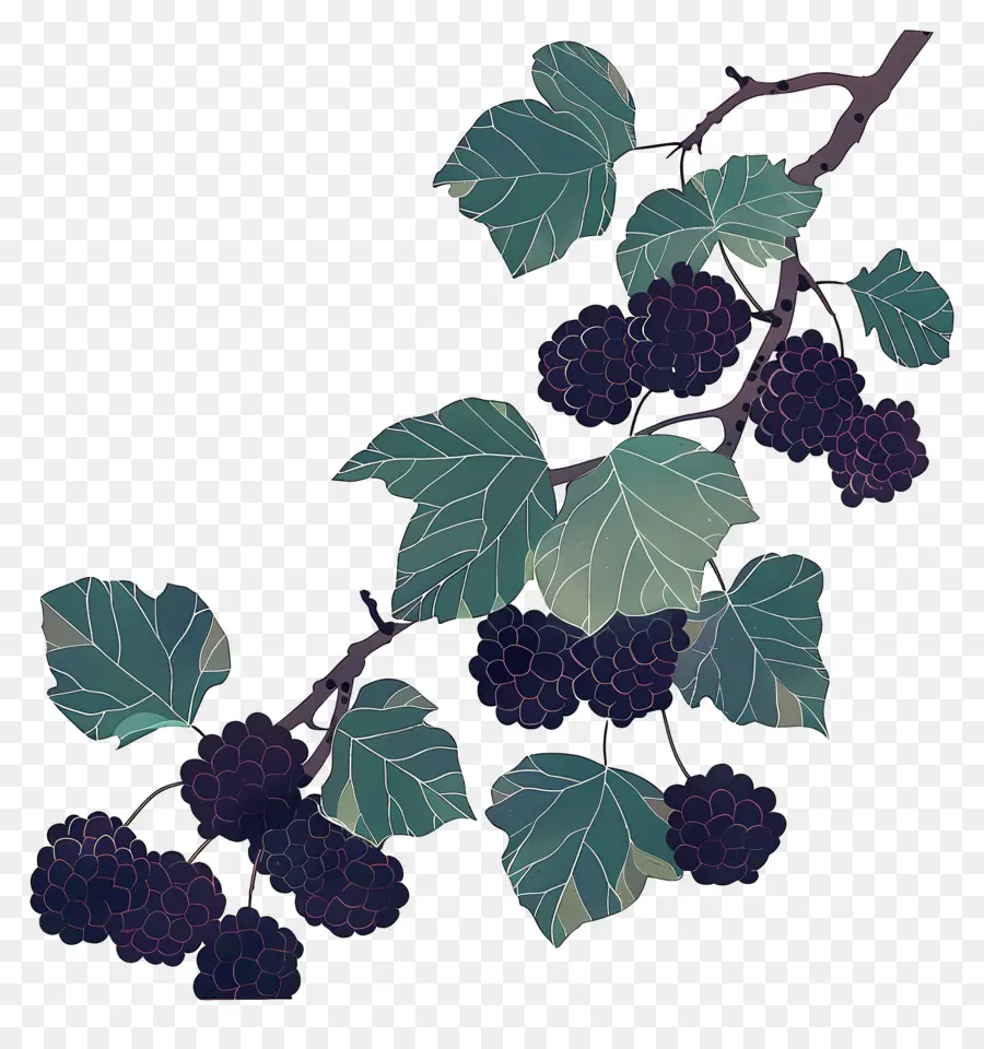 Amoras，Uvas PNG