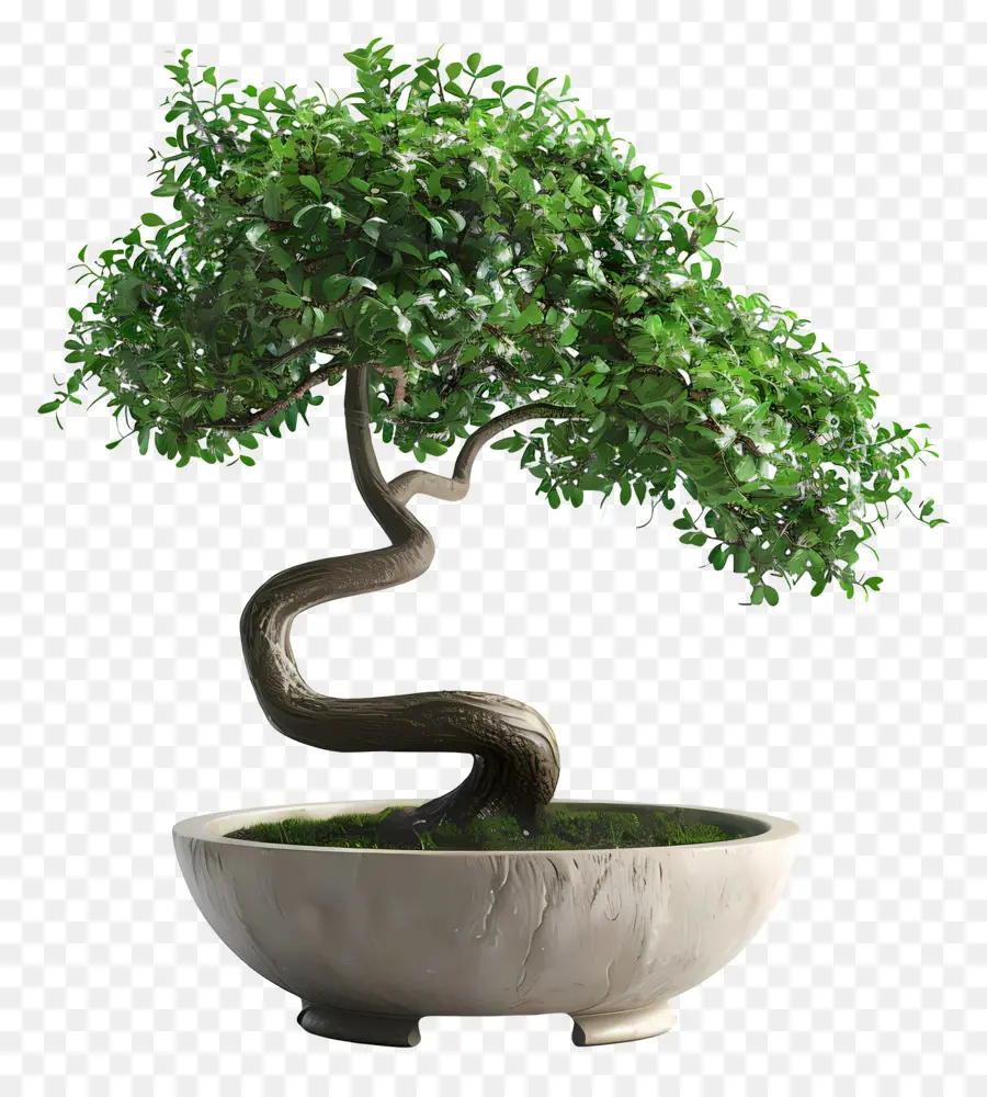 Planta De Bonsai，Pote árvore PNG