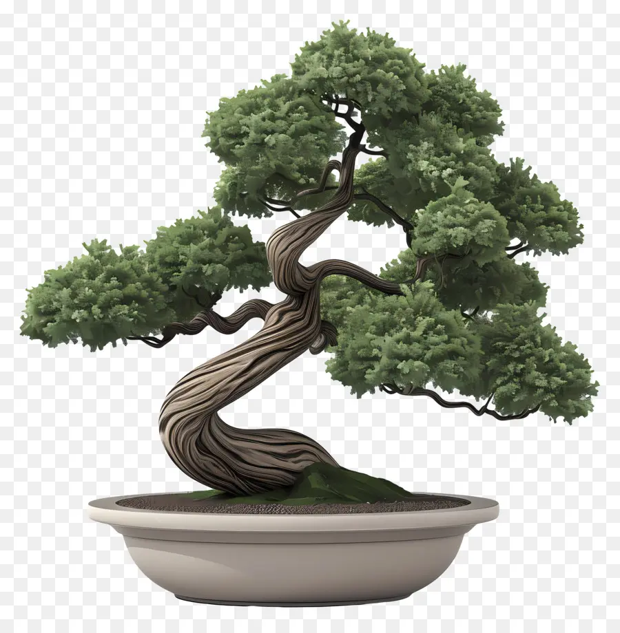 Planta De Bonsai，Pote árvore PNG