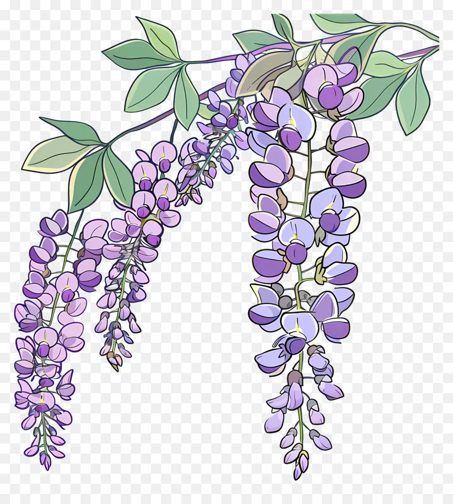 Wisteria Vine，Wisteria PNG