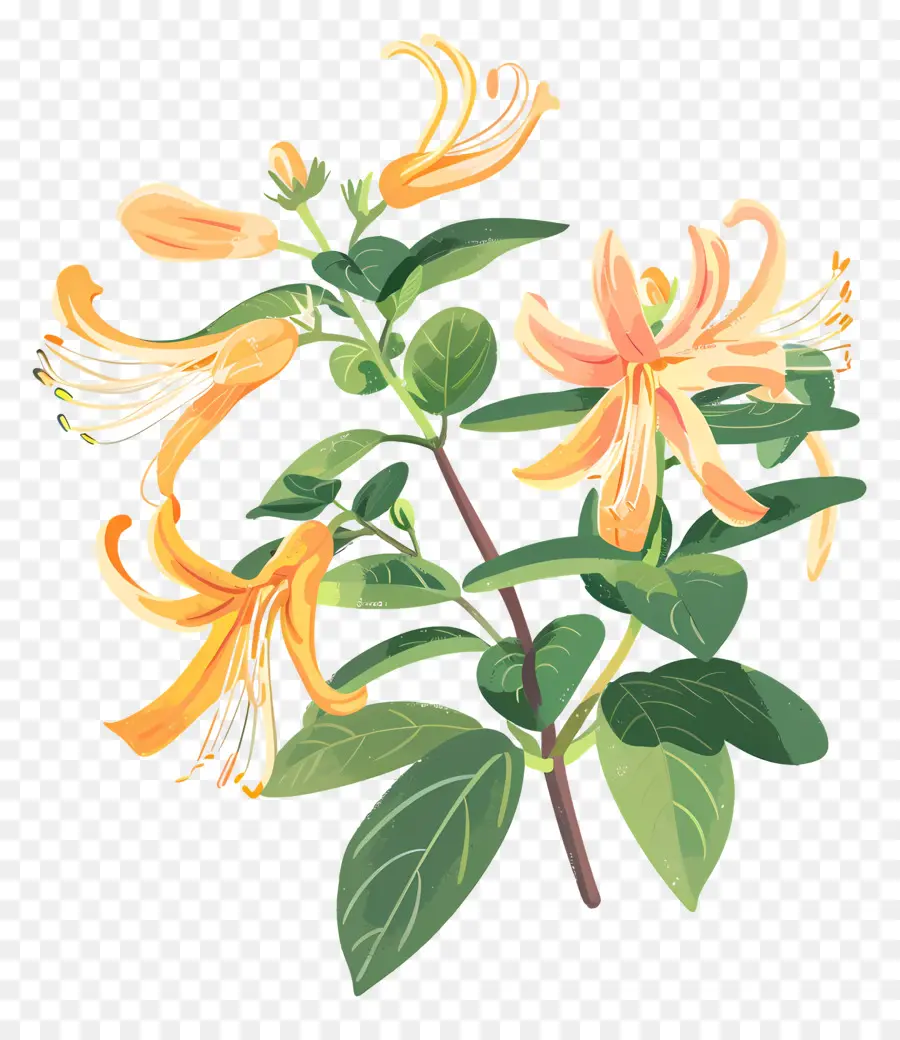 Vinha De Madressilva，Flor PNG