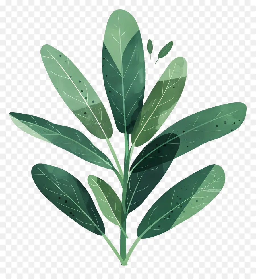 Folhas De Sálvia，Planta PNG