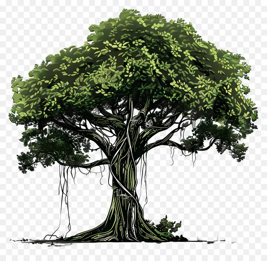 árvore De Banyan，árvore De Folhas Largas PNG