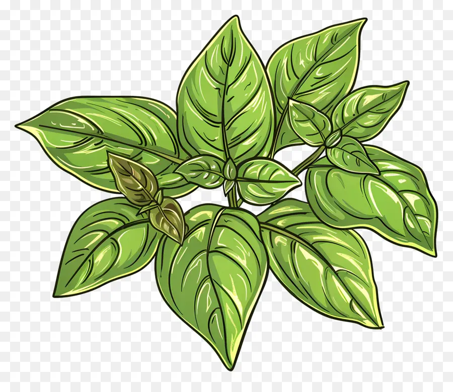 Folhas De Manjericão，Planta De Folhas Verdes PNG