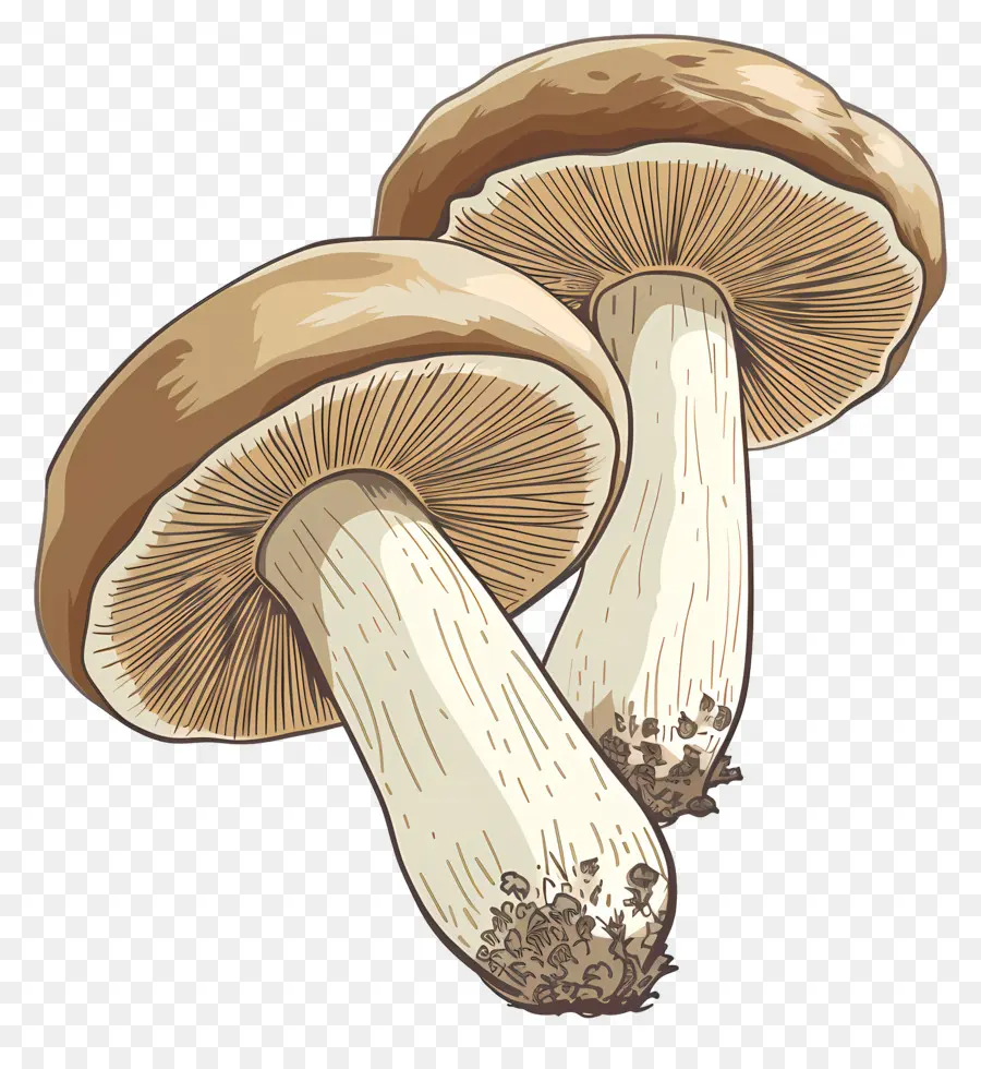 Cogumelo Shiitake，Cogumelos PNG