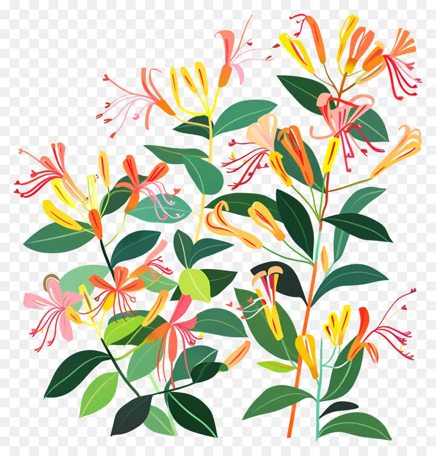 Vinha De Madressilva，Flores Coloridas PNG