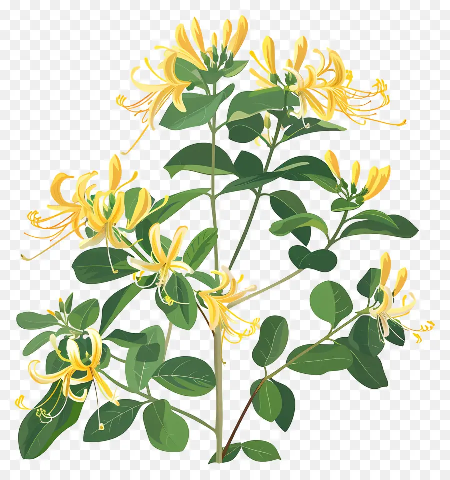Vinha De Madressilva，Flores Amarelas PNG