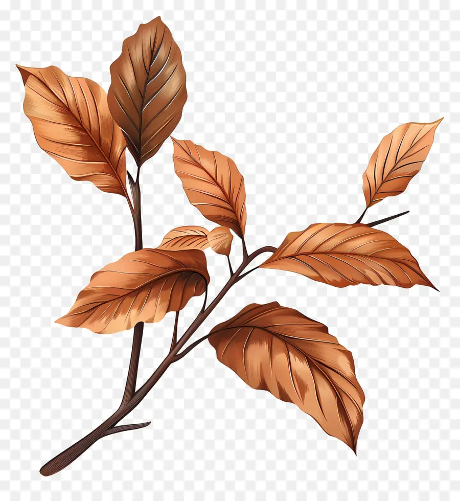 Folhas Marrons，Ramo PNG