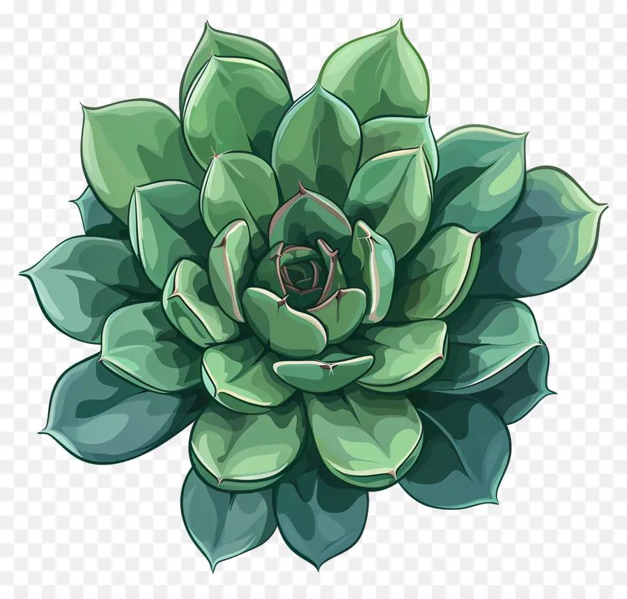 Plantas Suculentas，Suculenta Planta PNG